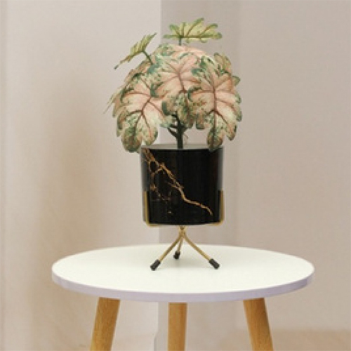 Sg-Sp-121 Turtle Beck-3 Plant - Breed: Hybrid Cultivar