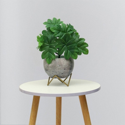 Sg-Sp-124 Turtle Beck-4 Plant - Breed: Hybrid Cultivar