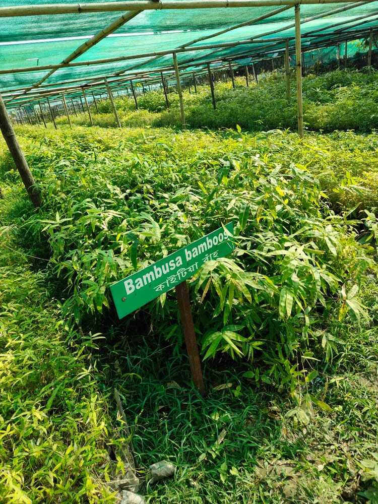 Bambusa bamboo