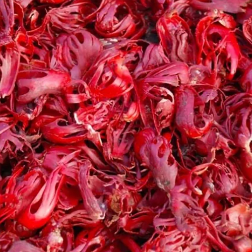 Mace Javitri - Color: Red