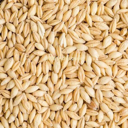 Barley Seeds - Organic Cultivation, Natural Size, 100% Purity, Moisture Below 14% | Versatile Applications in Food Processing, Brewing, Livestock Feed