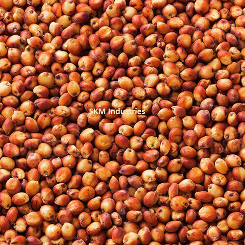 Peanut Seed