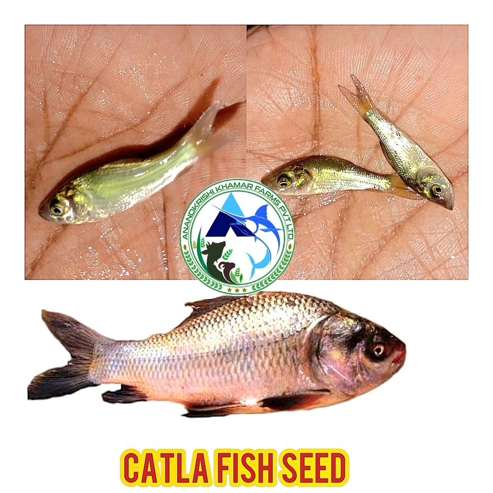 Bhakur Fish Seed