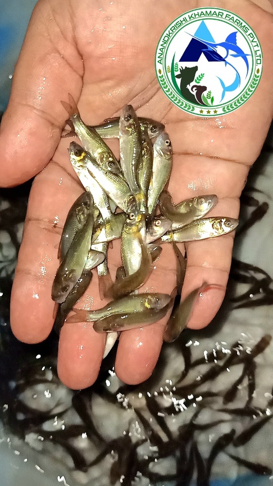 Natural Catla Fish Seeds
