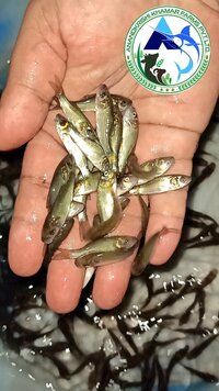 Natural Catla Fish Seeds