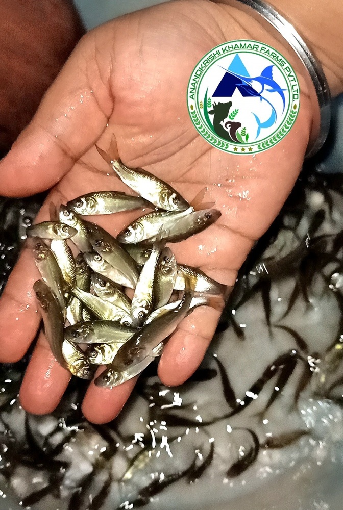Natural Catla Fish Seeds