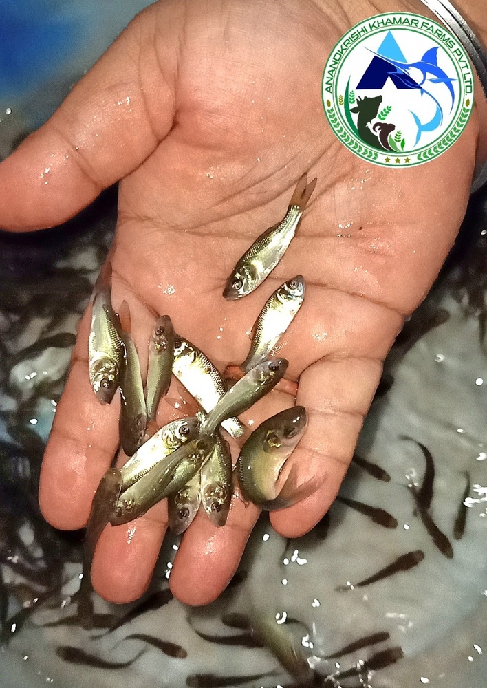 Natural Catla Fish Seeds