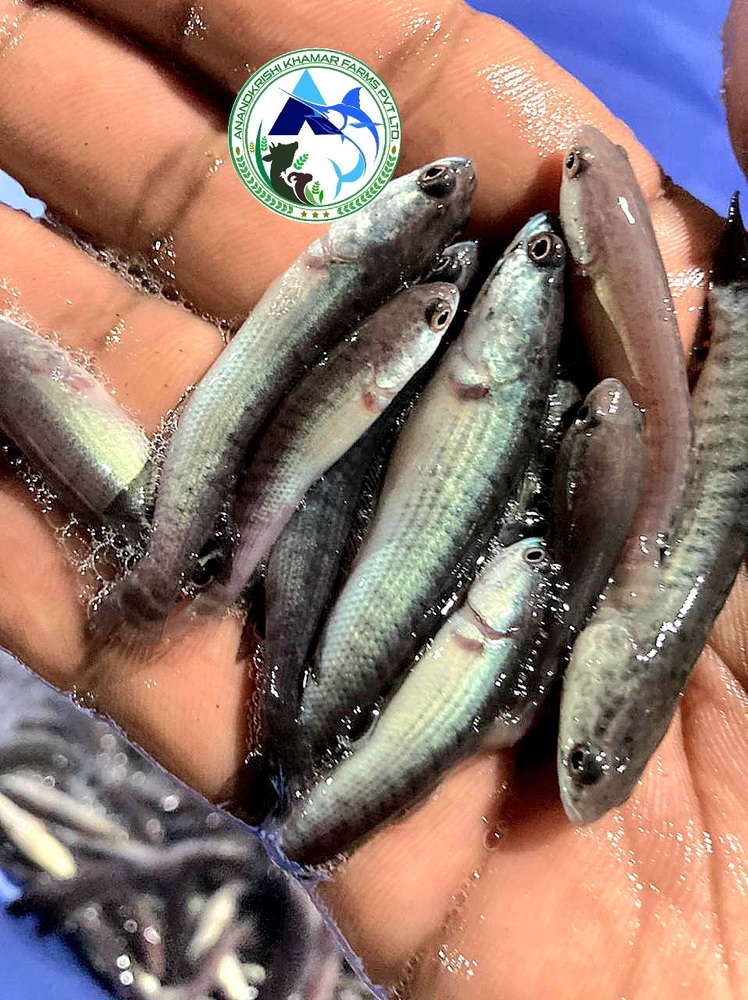 Snakehead Murrell Fish Seed - Tilapia Fingerlings 1.5-2 Inches | Reddish Black Color, Fast Growth Rate, Ideal For Aquaculture