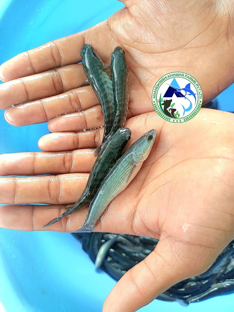 Snakehead Murrell Fish Seed - Tilapia Fingerlings 1.5-2 Inches | Reddish Black Color, Fast Growth Rate, Ideal For Aquaculture