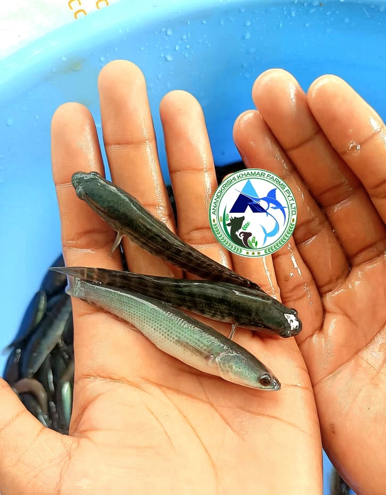 Snakehead Murrell Fish Seed - Tilapia Fingerlings 1.5-2 Inches | Reddish Black Color, Fast Growth Rate, Ideal For Aquaculture