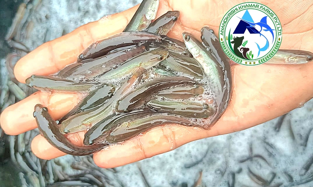 Snakehead Murrell Fish Seed - Tilapia Fingerlings 1.5-2 Inches | Reddish Black Color, Fast Growth Rate, Ideal For Aquaculture