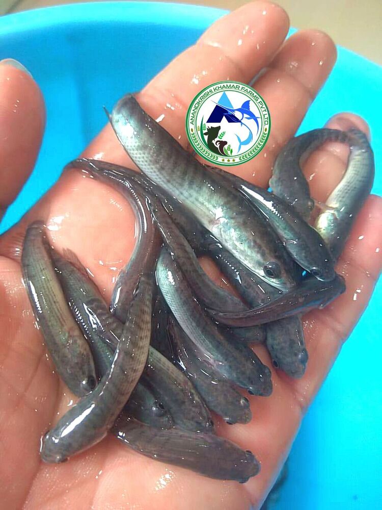 Snakehead Murrell Fish Seed - Tilapia Fingerlings 1.5-2 Inches | Reddish Black Color, Fast Growth Rate, Ideal For Aquaculture