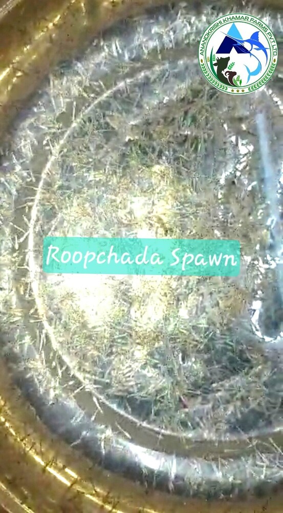 IMC Major Carp Spawn Jira Fish Seeds