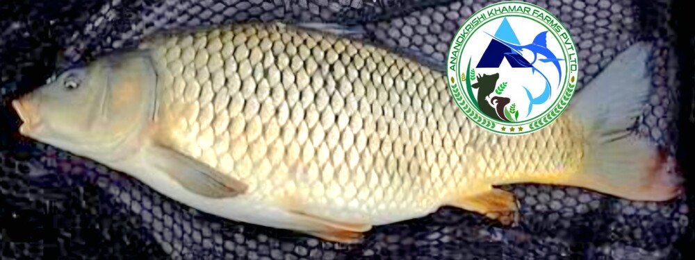 Common Carp Fish Seeds