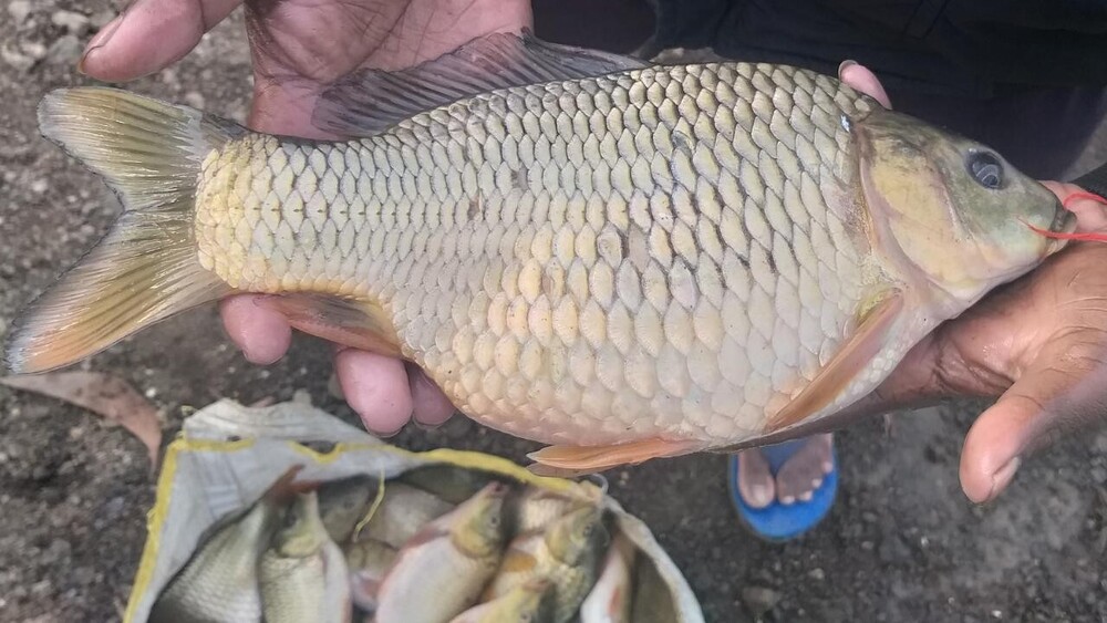 Common Carp Fish Seeds - 1 Inch, Light Blue To Silver Color | Fast Growth Rate