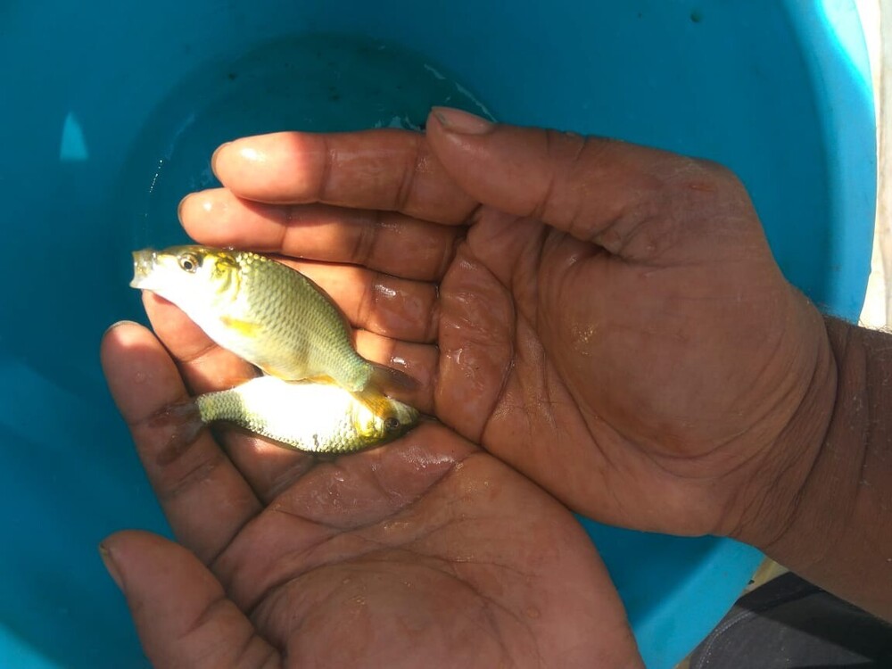 Common Carp Fish Seeds