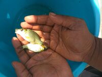 Common Carp Fish Seeds