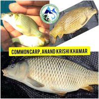 Common Carp Fish Seeds