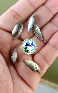 Mono Tilapia Fish Seeds