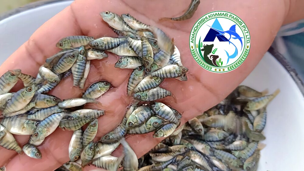 Mono Tilapia Fish Seeds