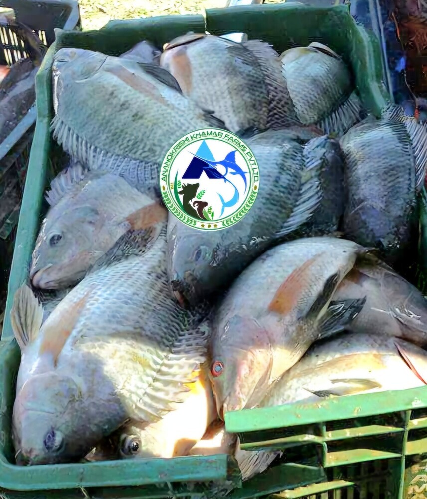 Mono Tilapia Fish Seeds