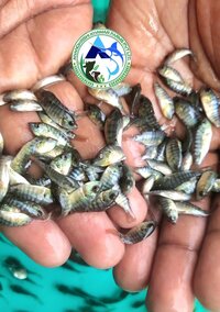 Mono Tilapia Fish Seeds