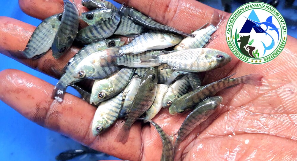 Mono Tilapia Fish Seeds