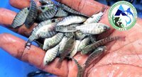 Mono Tilapia Fish Seeds