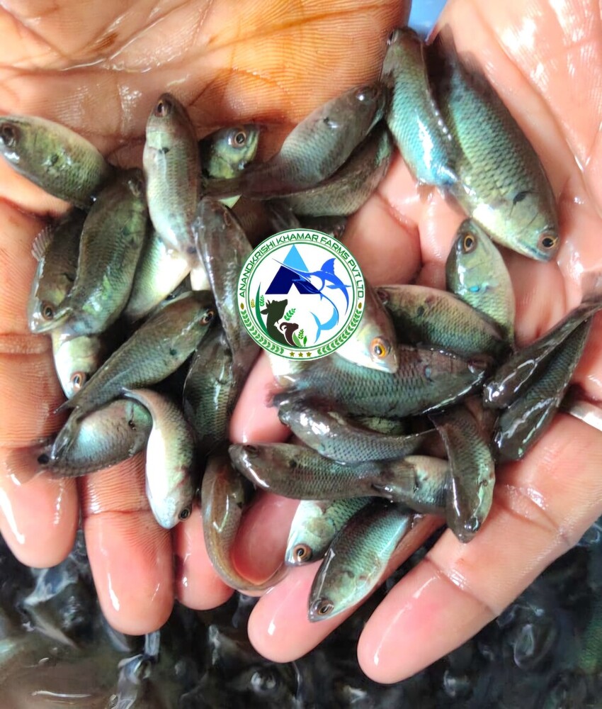 Anabas Vietnam Koi Seed