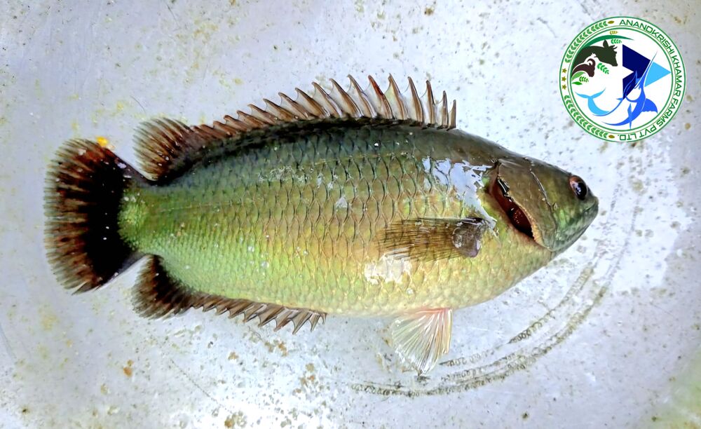 Anabas Vietnam Koi Seed