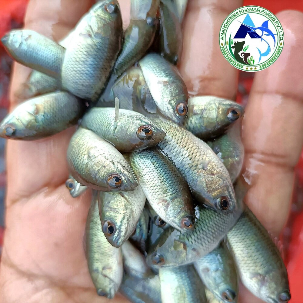 Anabas Vietnam Koi Seed