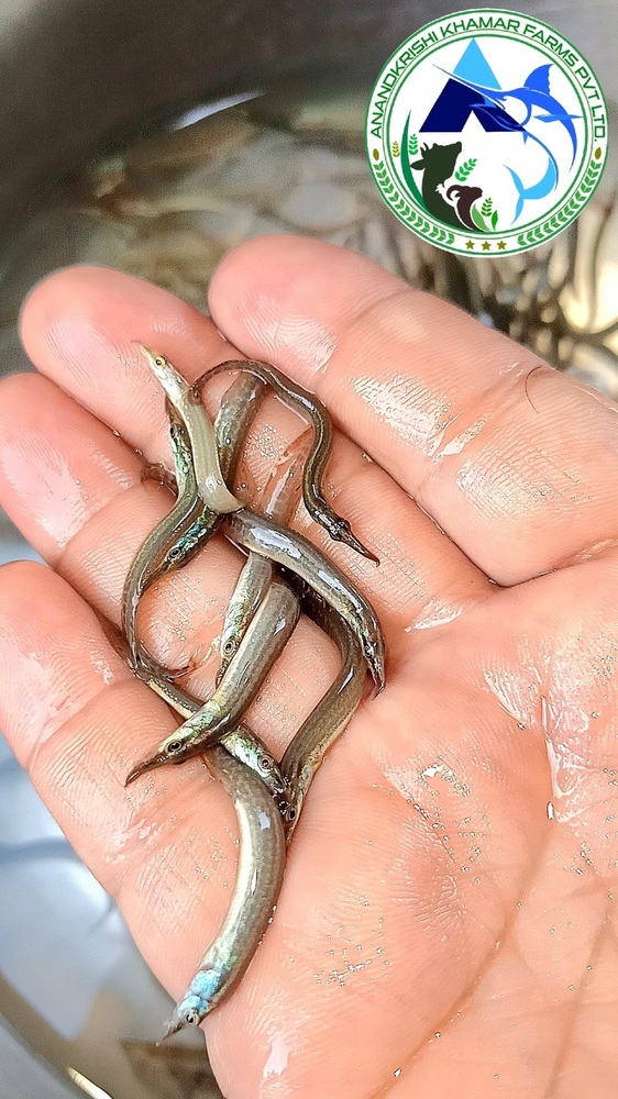 Baim Fish Seed - Color: Brown