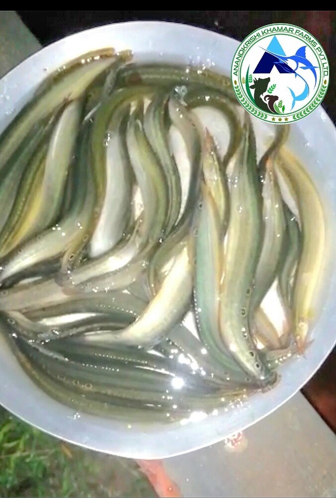 Baim Fish Seed - Color: Brown