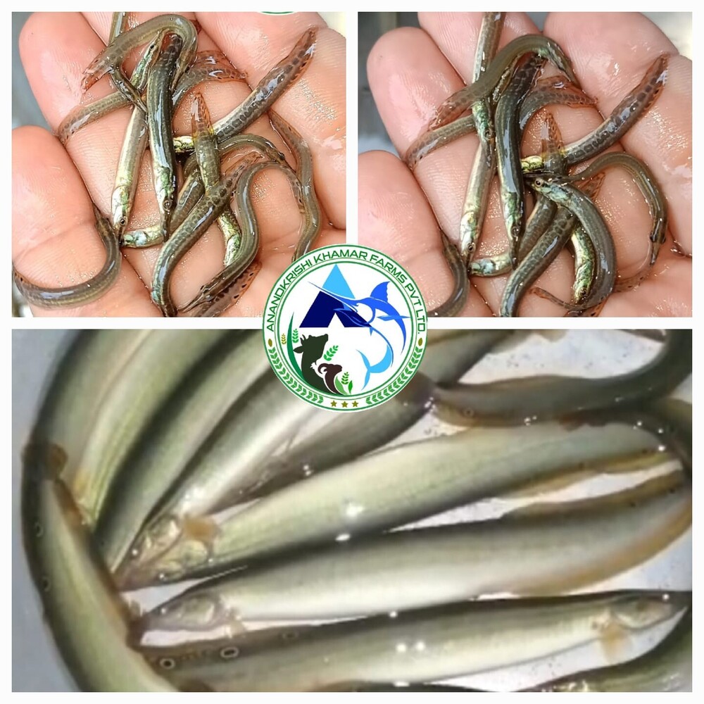 Baim Fish Seed - Color: Brown