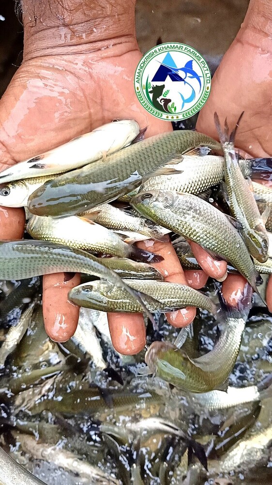 Rohu Fish Seed - Color: Light Blue To Silver