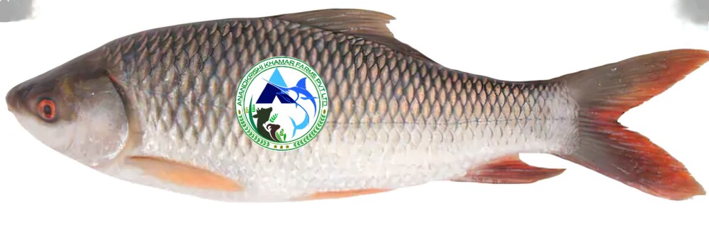 Rohu Fish Seed - Color: Light Blue To Silver