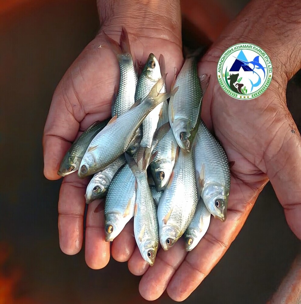 Rohu Fish Seed - Color: Light Blue To Silver