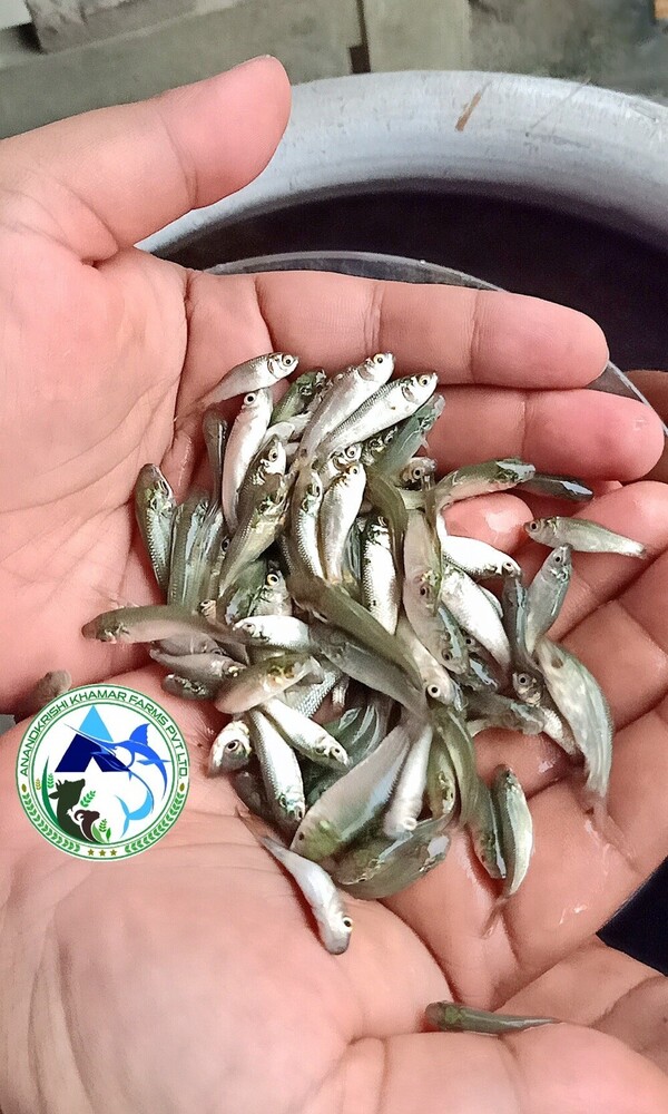 Rohu Fish Seed - Color: Light Blue To Silver