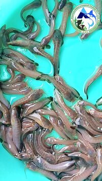 Desi Magur Fish Seed