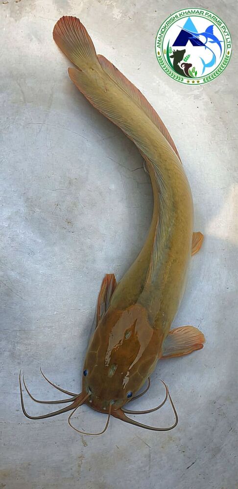 Desi Magur Fish Seed