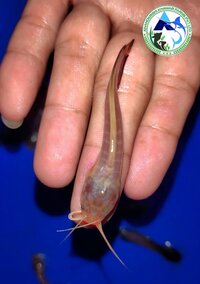 Desi Magur Fish Seed