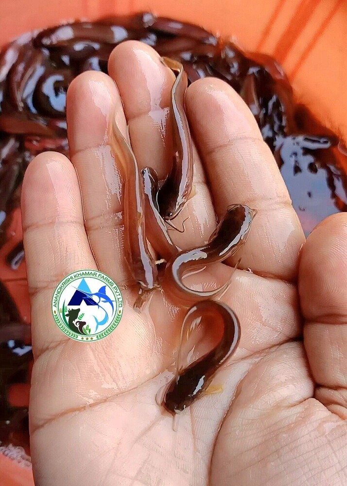 Singi Fish Seed - Color: Brown
