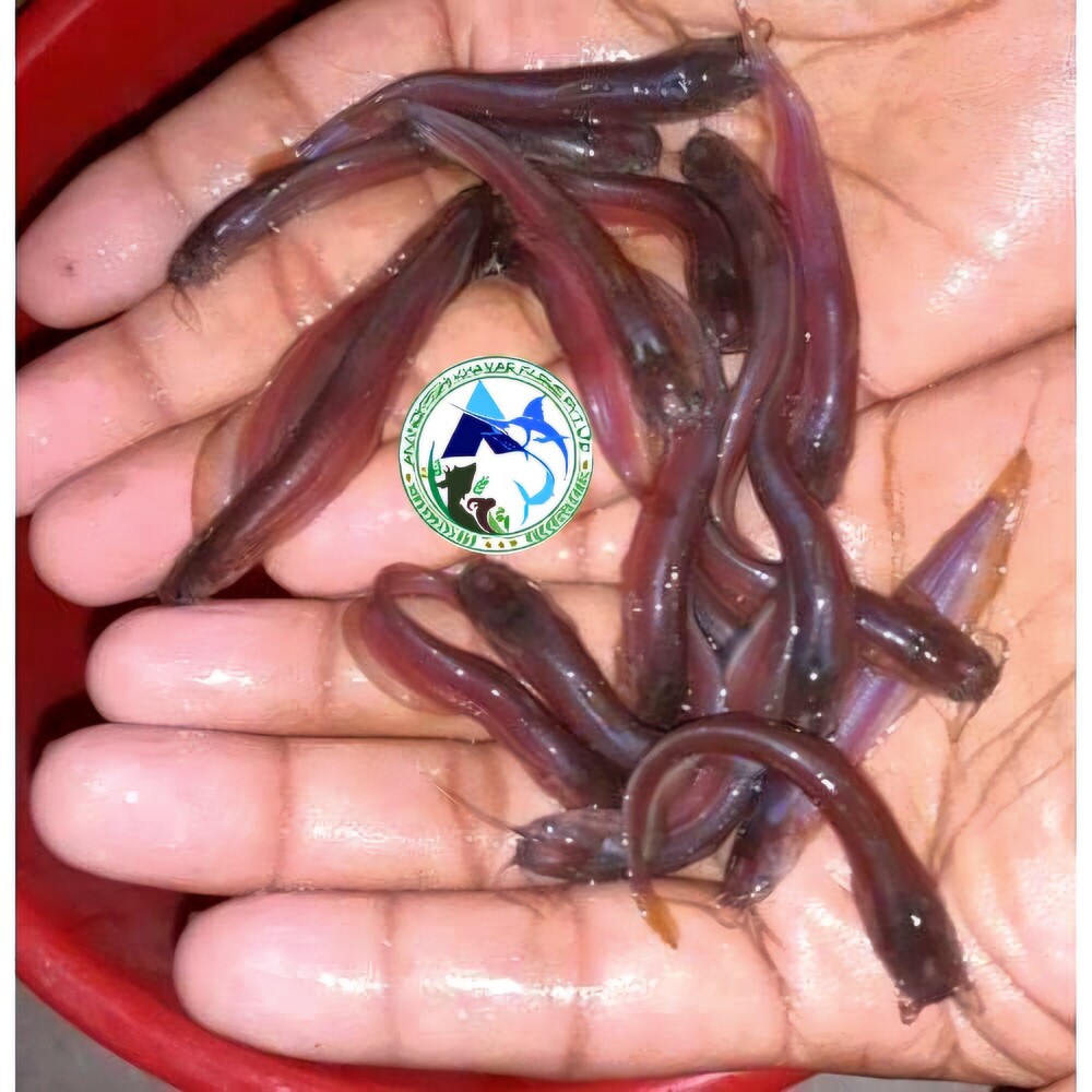 Singi Fish Seed - Color: Brown