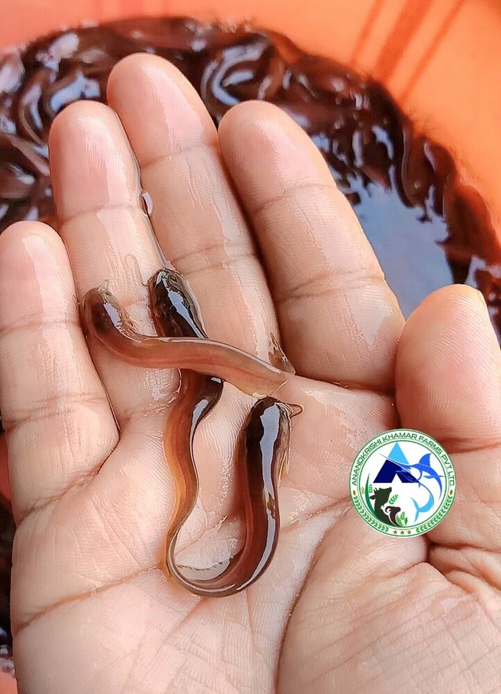 Singi Fish Seed - Color: Brown