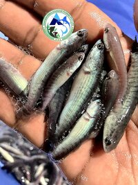 Feed Converted murrel fish seed