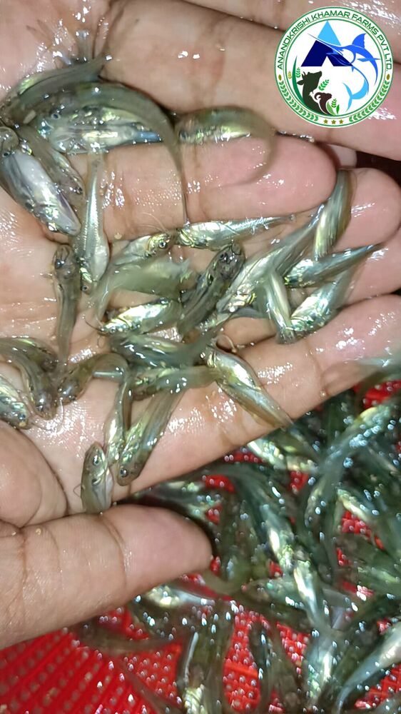 Gulsa Tengra Fish Seed