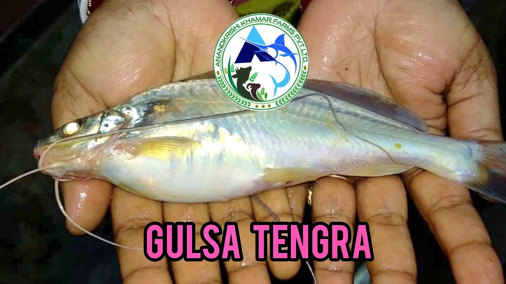 Gulsa Tengra Fish Seed
