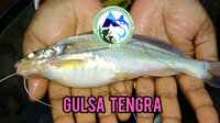 Gulsa Tengra Fish Seed