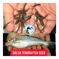 Gulsa Tengra Fish Seed