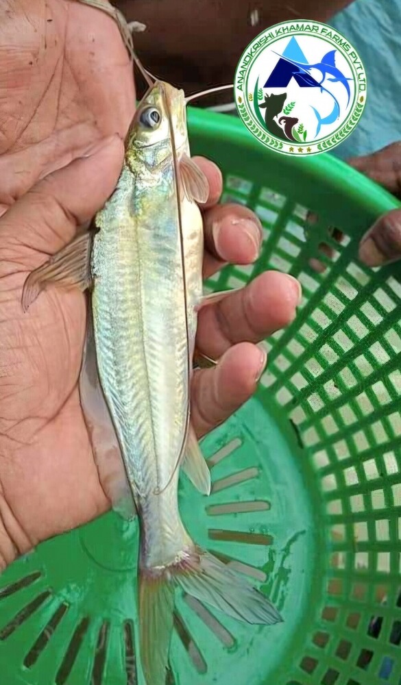 Gulsa Tengra Fish Seed